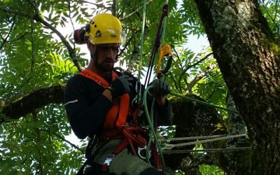 Elagage de grands arbres