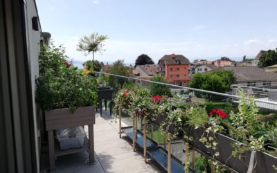 Création d’un potager en terrasse et plantations bacs