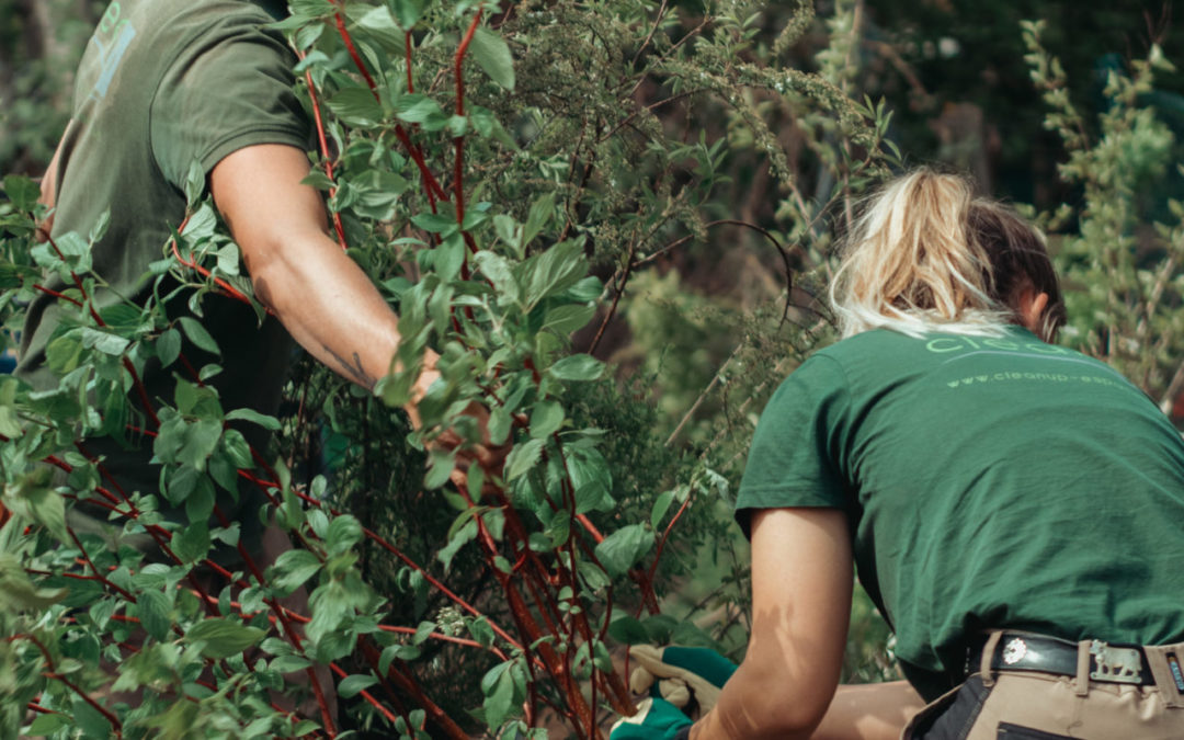 Plantation d’une haie vive